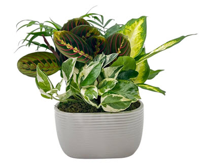 Oval Dish Garden